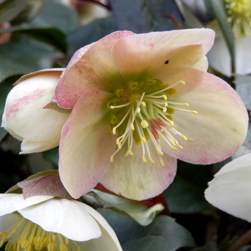 Christmas roseon RikenMon's Nature.Guide