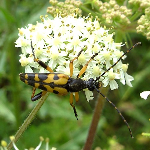 Spotted longhornon RikenMon's Nature.Guide