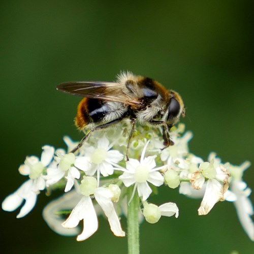 Cheilosia illustrata [L.]on RikenMon's Nature.Guide