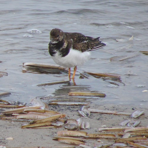 Ruddy turnstoneon RikenMon's Nature.Guide