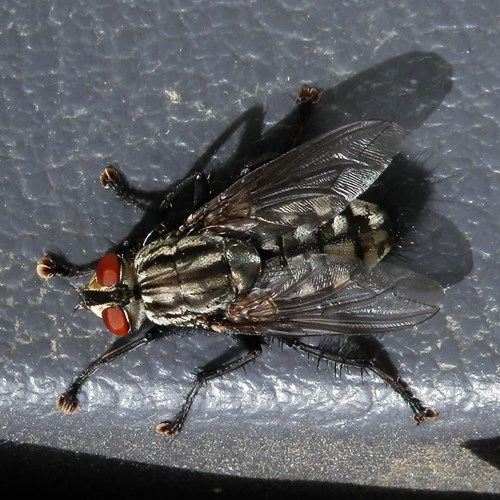Mouche à damierSur le Nature.Guide de RikenMon