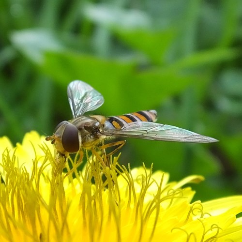 Marmalade hoverflyon RikenMon's Nature.Guide