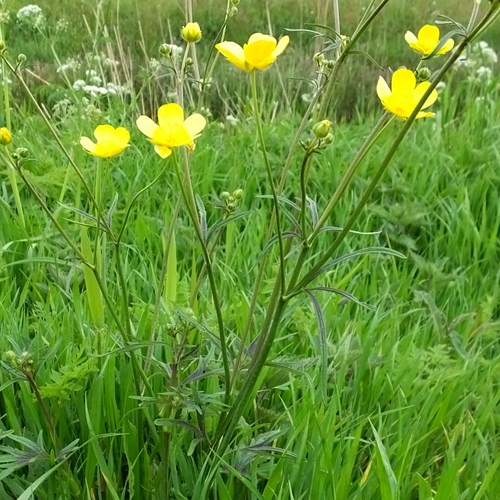 Meadow buttercupon RikenMon's Nature.Guide