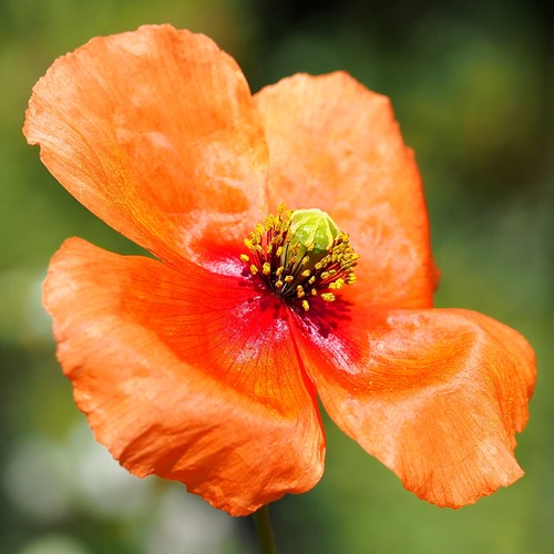 Long-headed poppy on RikenMon's Nature.Guide