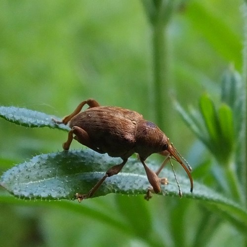 Curculio nucum [L.]Em Nature.Guide de RikenMon