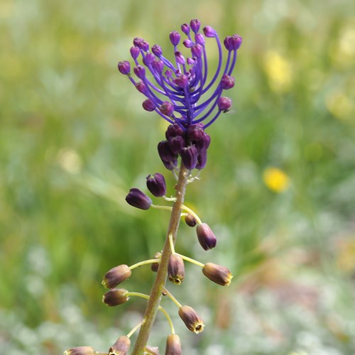 Tassel hyacinthon RikenMon's Nature.Guide
