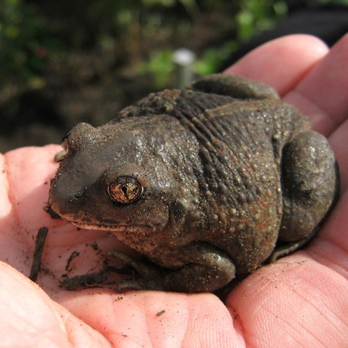 Garlic toadon RikenMon's Nature.Guide