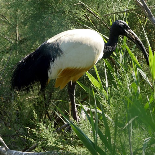African sacred ibison RikenMon's Nature.Guide