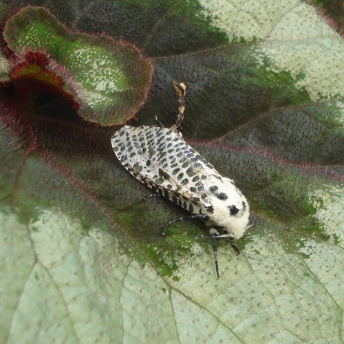 Leopard mothon RikenMon's Nature.Guide