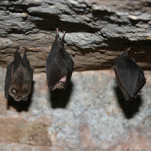 Lesser horseshoe baton RikenMon's Nature.Guide