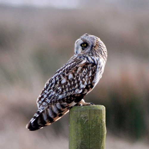 Short-eared owlon RikenMon's Nature.Guide