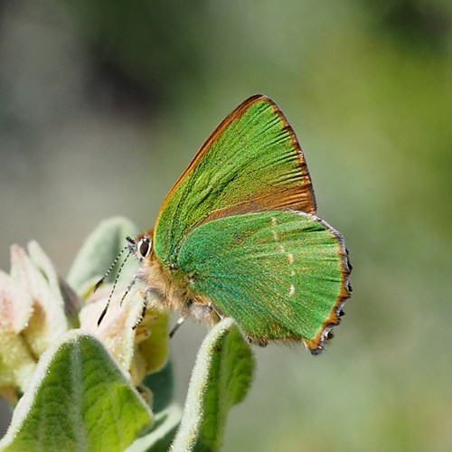 Green hairstreakon RikenMon's Nature.Guide