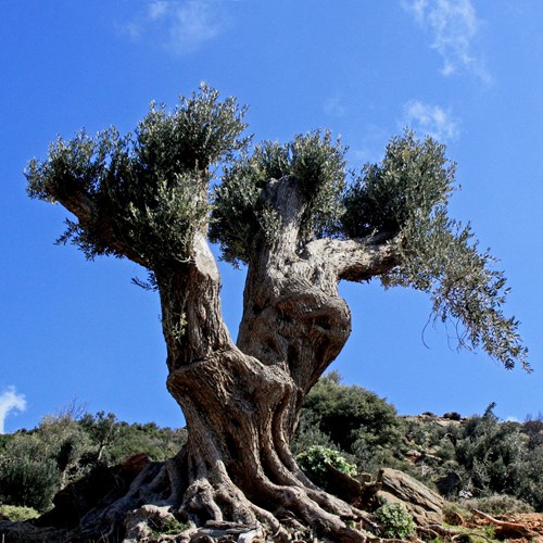 Oliveon RikenMon's Nature.Guide