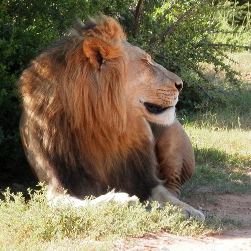 Lionon RikenMon's Nature.Guide