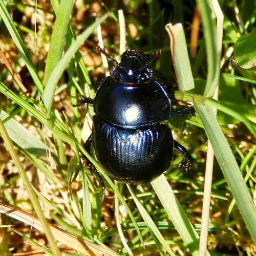 Geotrupes spiniger [L.]Em Nature.Guide de RikenMon