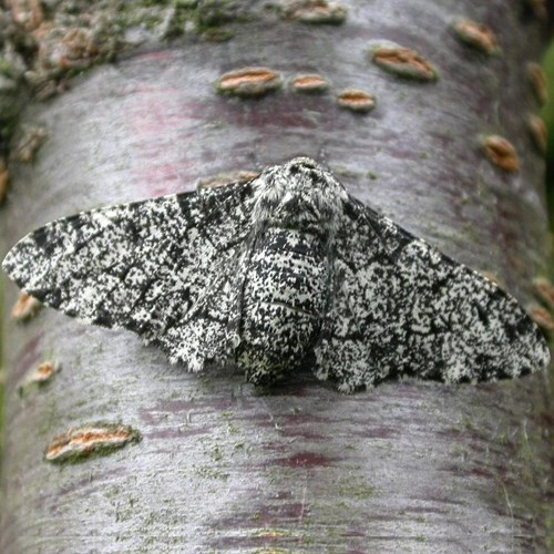 Peppered mothon RikenMon's Nature.Guide