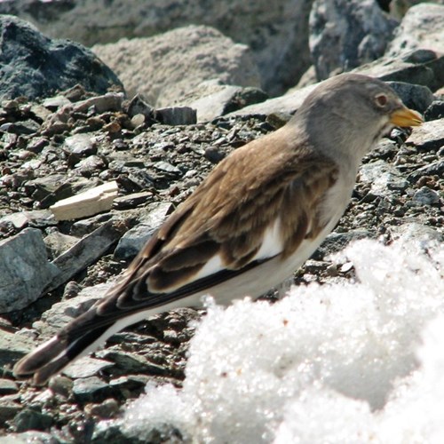 White-winged snowfinchon RikenMon's Nature.Guide