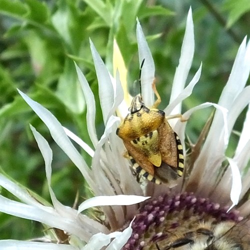Carpocoris mediterraneus [L.]on RikenMon's Nature.Guide