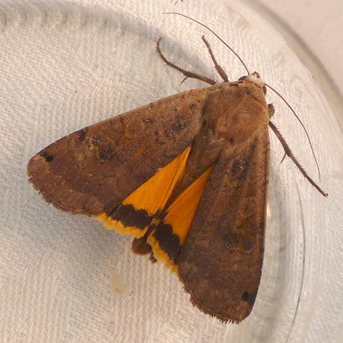 Large yellow underwingon RikenMon's Nature.Guide