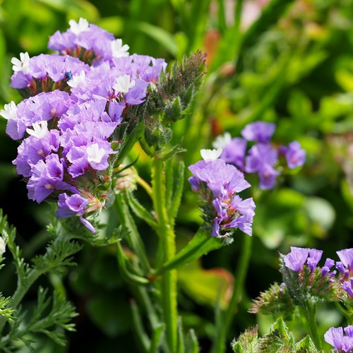 Limonium sinuatum [L.]on RikenMon's Nature.Guide