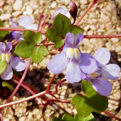 Ivy-leaved toadflaxon RikenMon's Nature.Guide