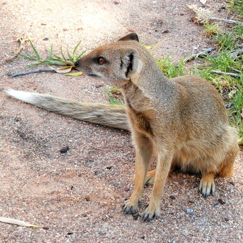 Yellow mongooseon RikenMon's Nature.Guide