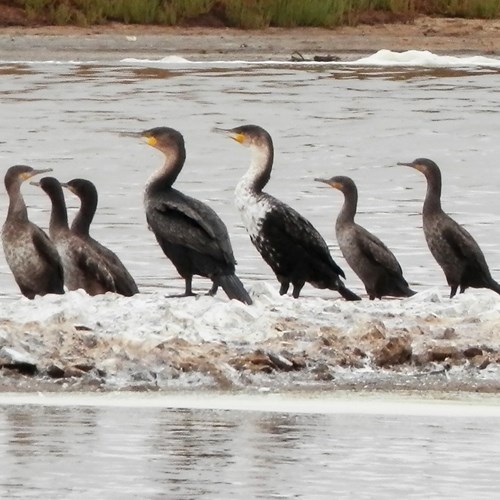 White-breasted cormoranton RikenMon's Nature.Guide