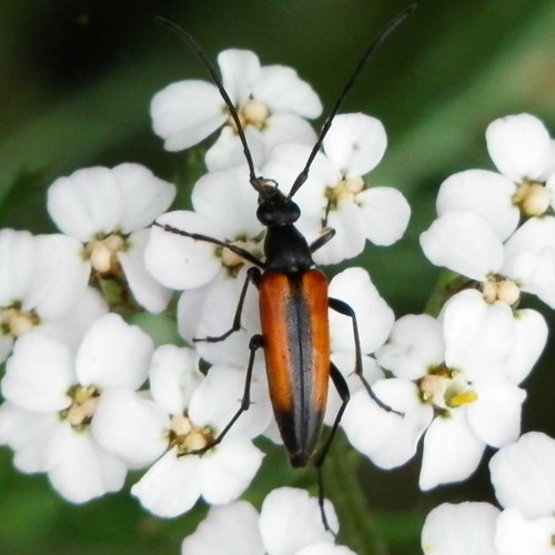 Stenurella melanura [L.]on RikenMon's Nature.Guide