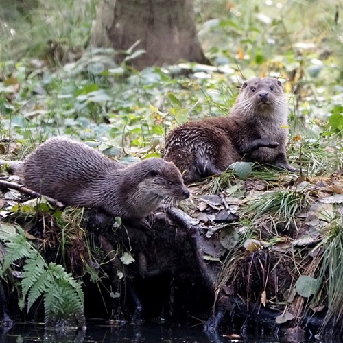 Otteron RikenMon's Nature.Guide
