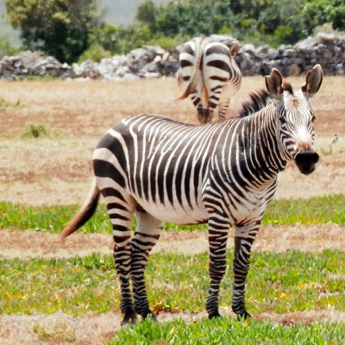 Mountain zebraon RikenMon's Nature.Guide