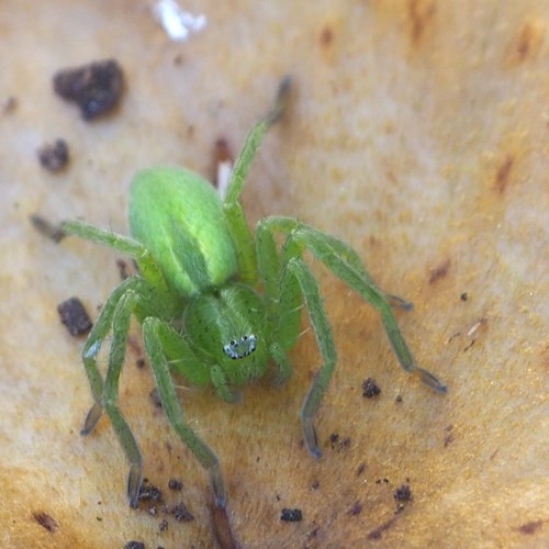 Green huntsman spideron RikenMon's Nature.Guide