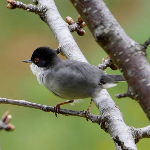 Sardinian warbleron RikenMon's Nature.Guide