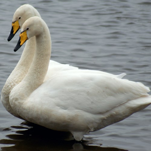 Whooper swanon RikenMon's Nature.Guide