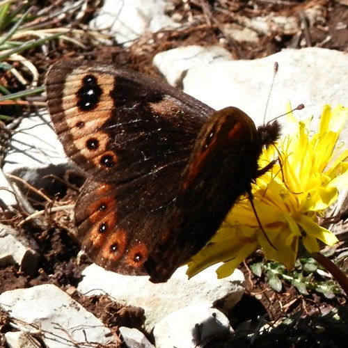 Spring ringleton RikenMon's Nature.Guide