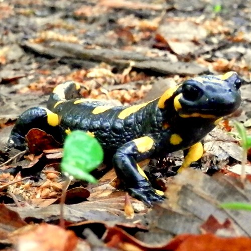 Fire salamanderon RikenMon's Nature.Guide