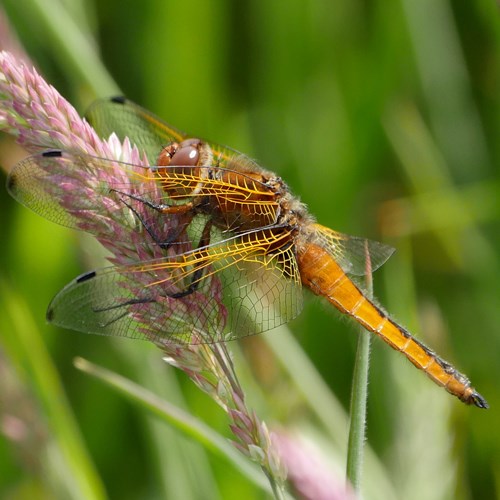 Libellula fulva [L.]Em Nature.Guide de RikenMon