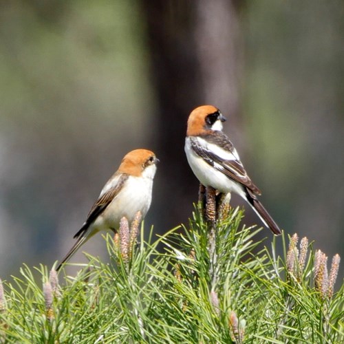 Woodchat shrikeon RikenMon's Nature.Guide