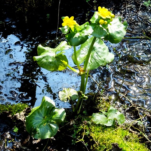 Marsh-marigoldon RikenMon's Nature.Guide