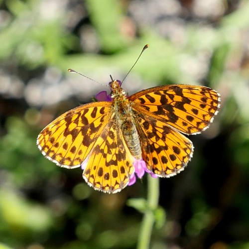 Weaver's fritillaryon RikenMon's Nature.Guide