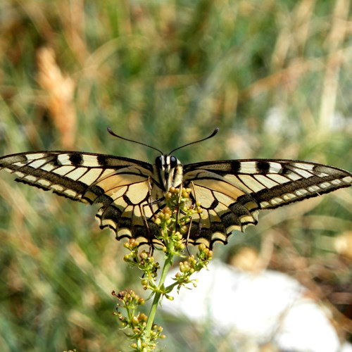 Old world swallowtailon RikenMon's Nature.Guide