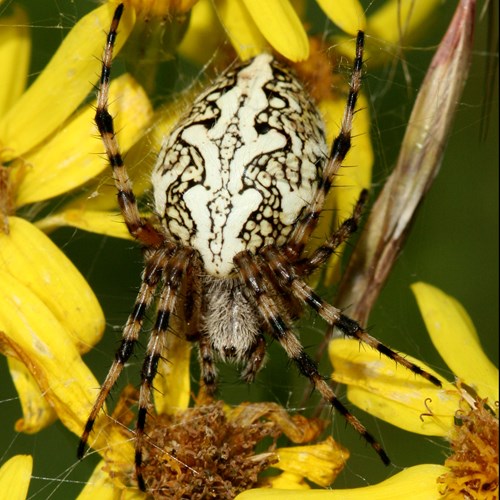 Oak spideron RikenMon's Nature.Guide