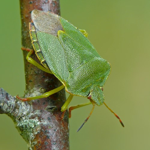 Green shield bugon RikenMon's Nature.Guide