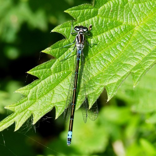 Norfolk damselflyon RikenMon's Nature.Guide