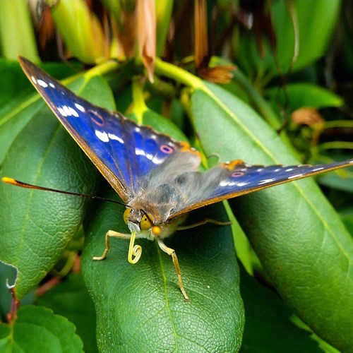 Lesser purple emperoron RikenMon's Nature.Guide