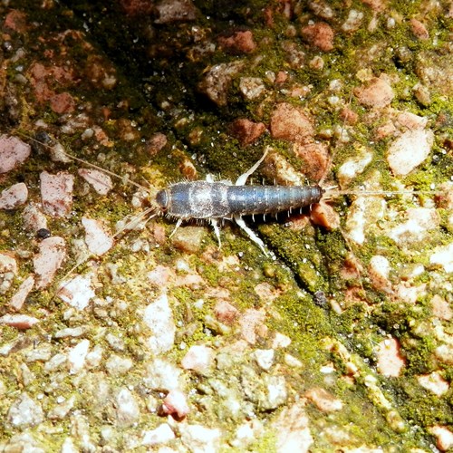 Silverfishon RikenMon's Nature.Guide