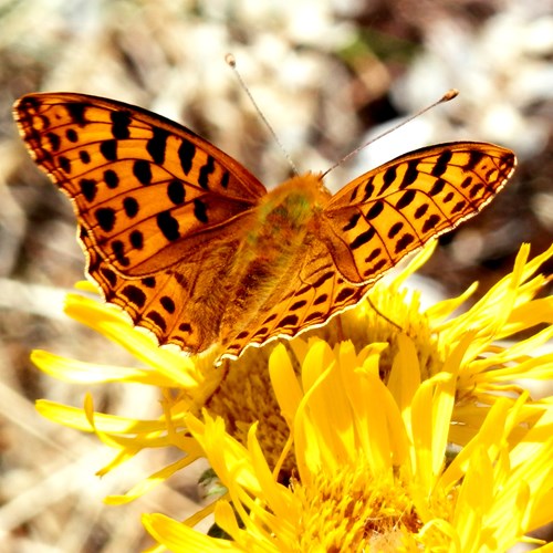 Queen of Spain fritillaryon RikenMon's Nature.Guide