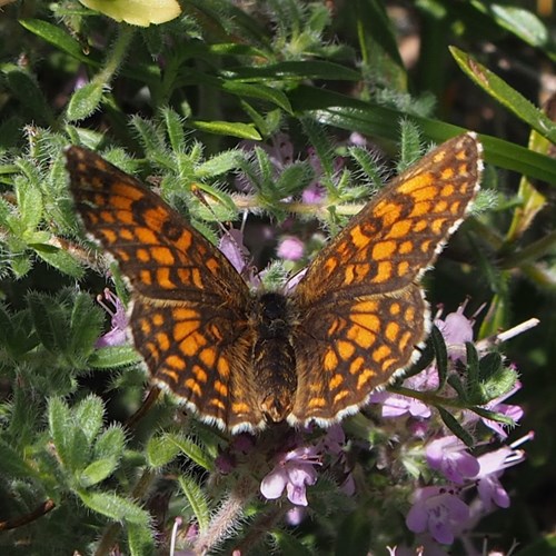 Heath fritillaryon RikenMon's Nature.Guide