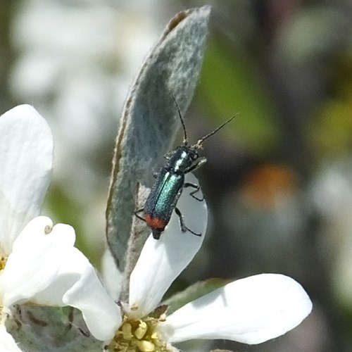 Malachite beetleon RikenMon's Nature.Guide