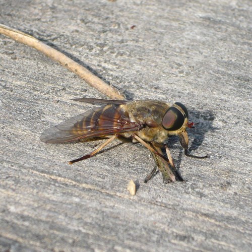 Taon des bœufs Sur le Nature.Guide de RikenMon