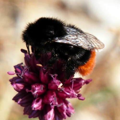 Red-tailed bumblebeeson RikenMon's Nature.Guide